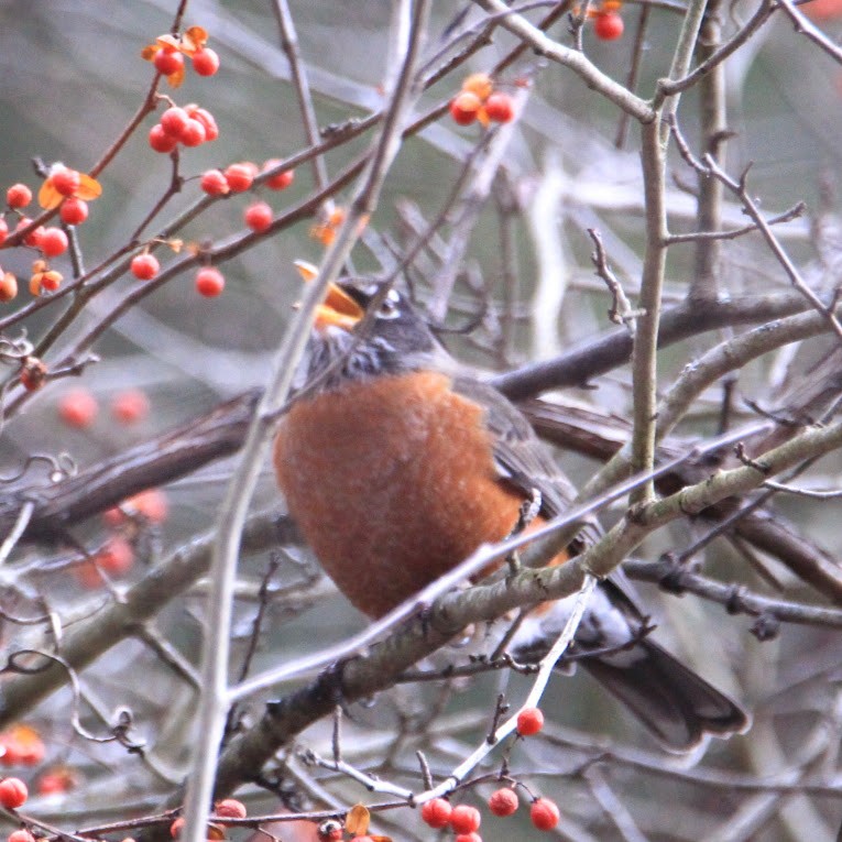 American Robin - ML647772527