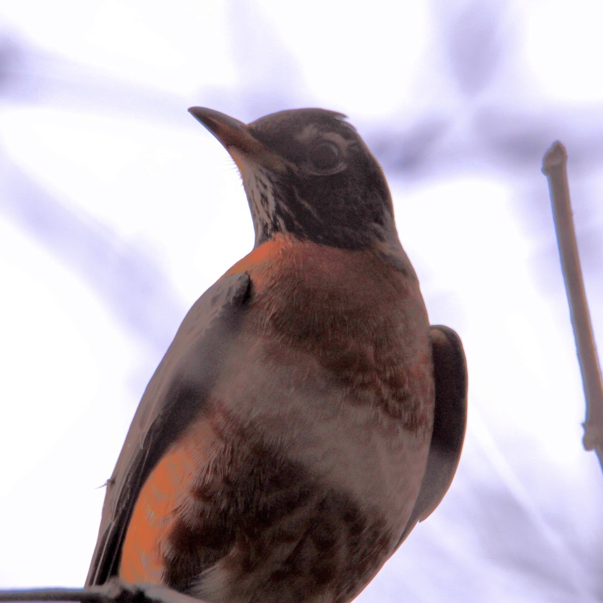 American Robin - ML647772528