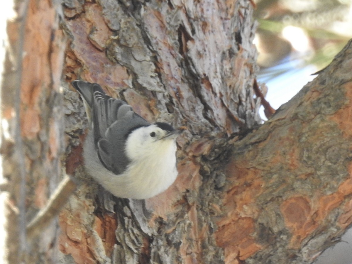 White-breasted Nuthatch - ML647772529