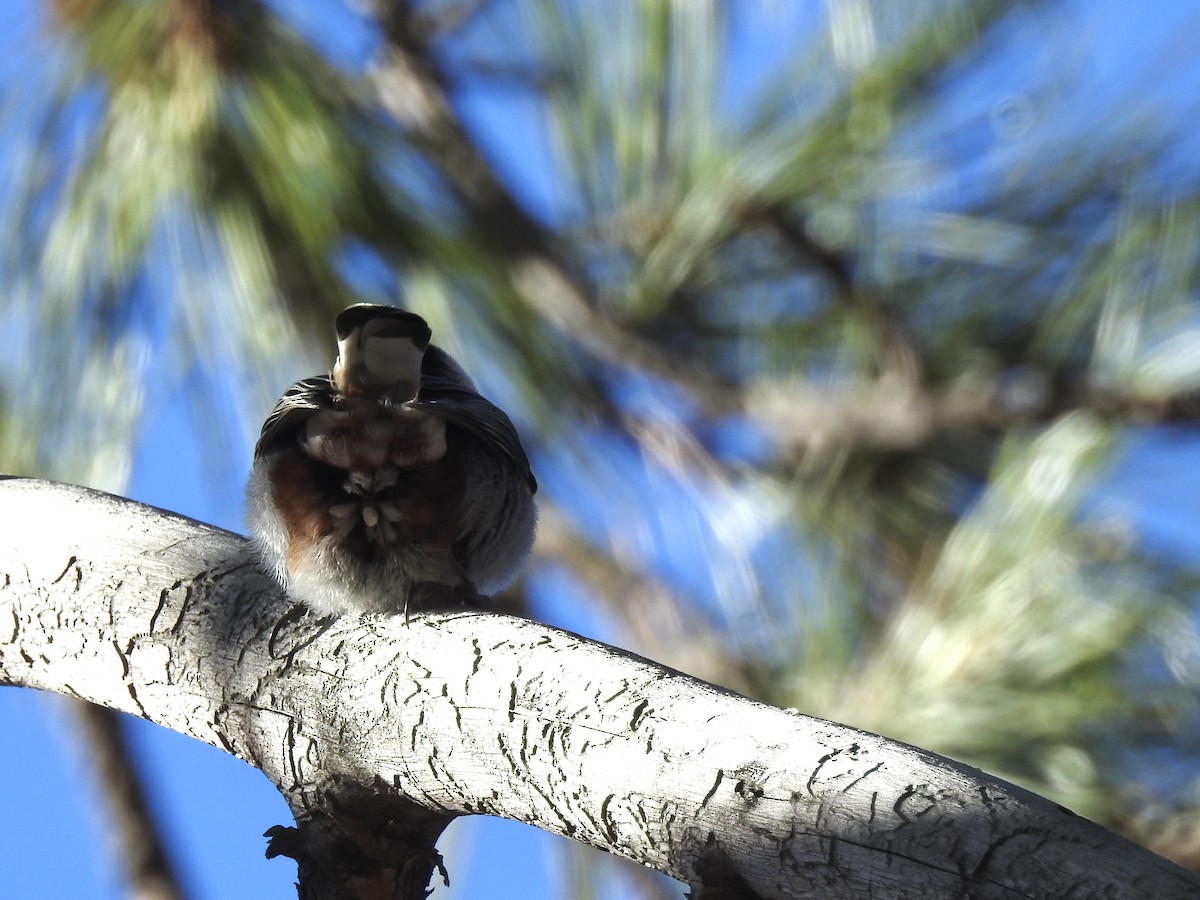 White-breasted Nuthatch - ML647772530