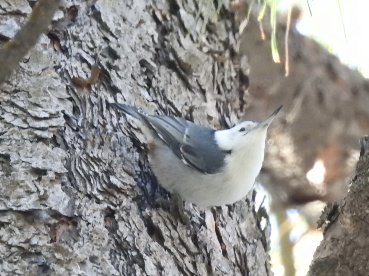 White-breasted Nuthatch - ML647772531