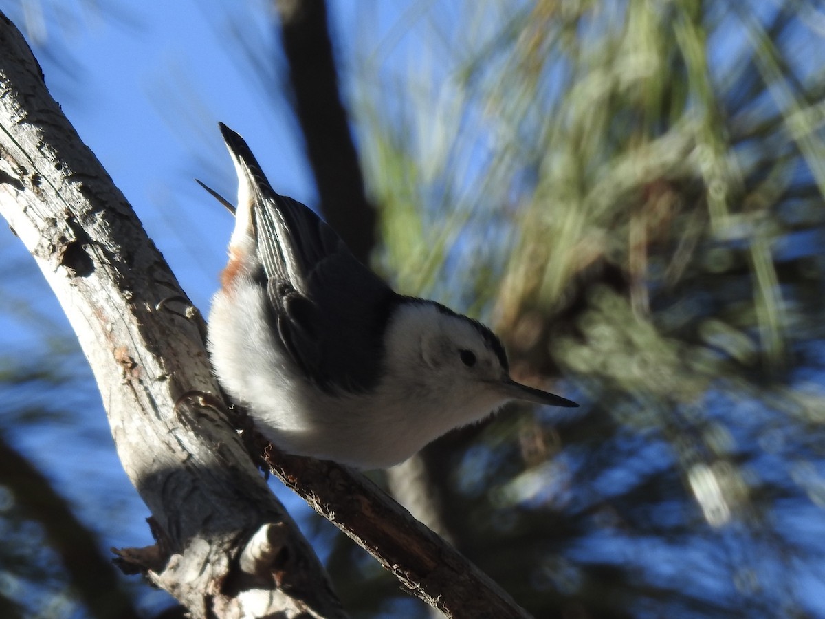 White-breasted Nuthatch - ML647772532