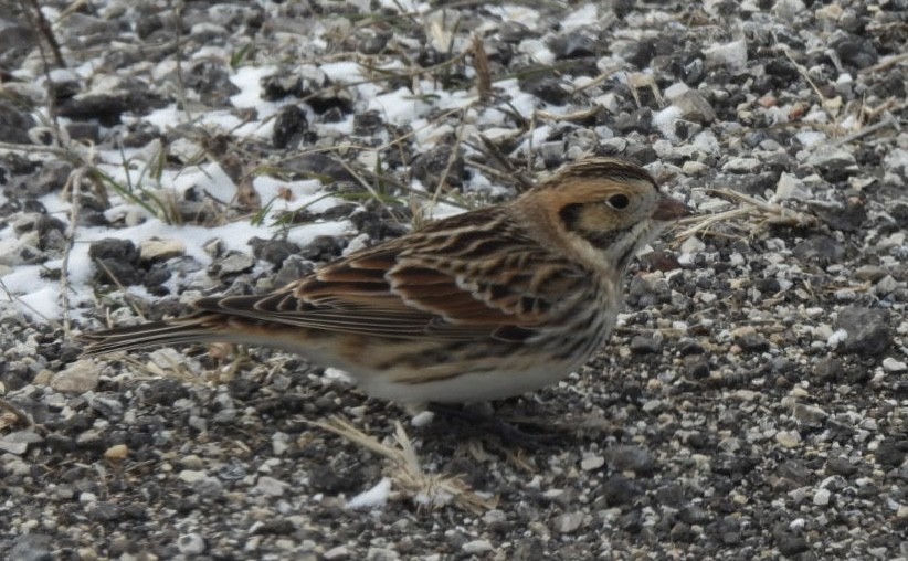 Lapland Longspur - ML647772536