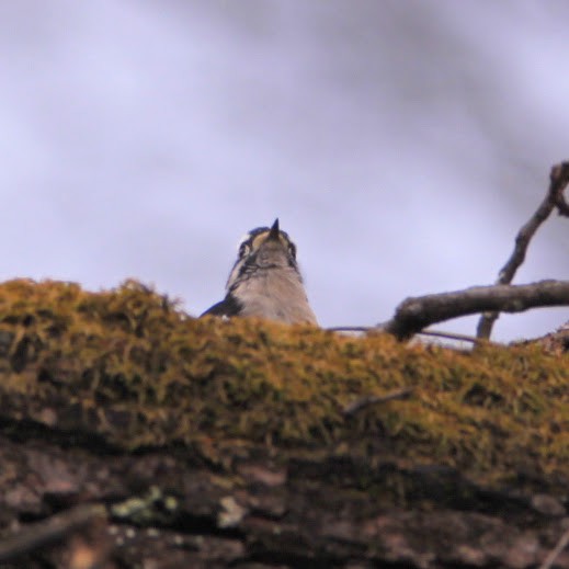 Downy Woodpecker - ML647772540