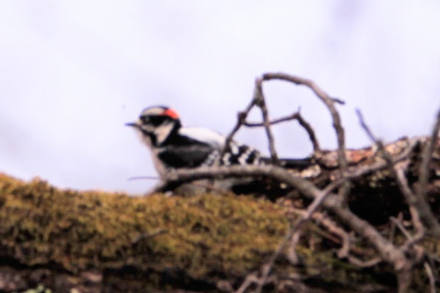 Downy Woodpecker - ML647772541