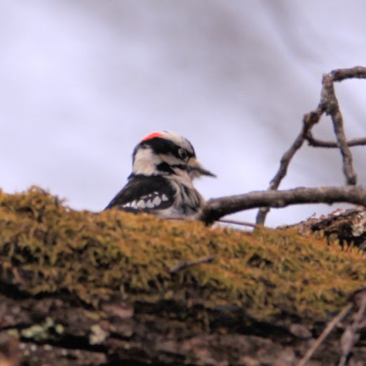 Downy Woodpecker - ML647772542