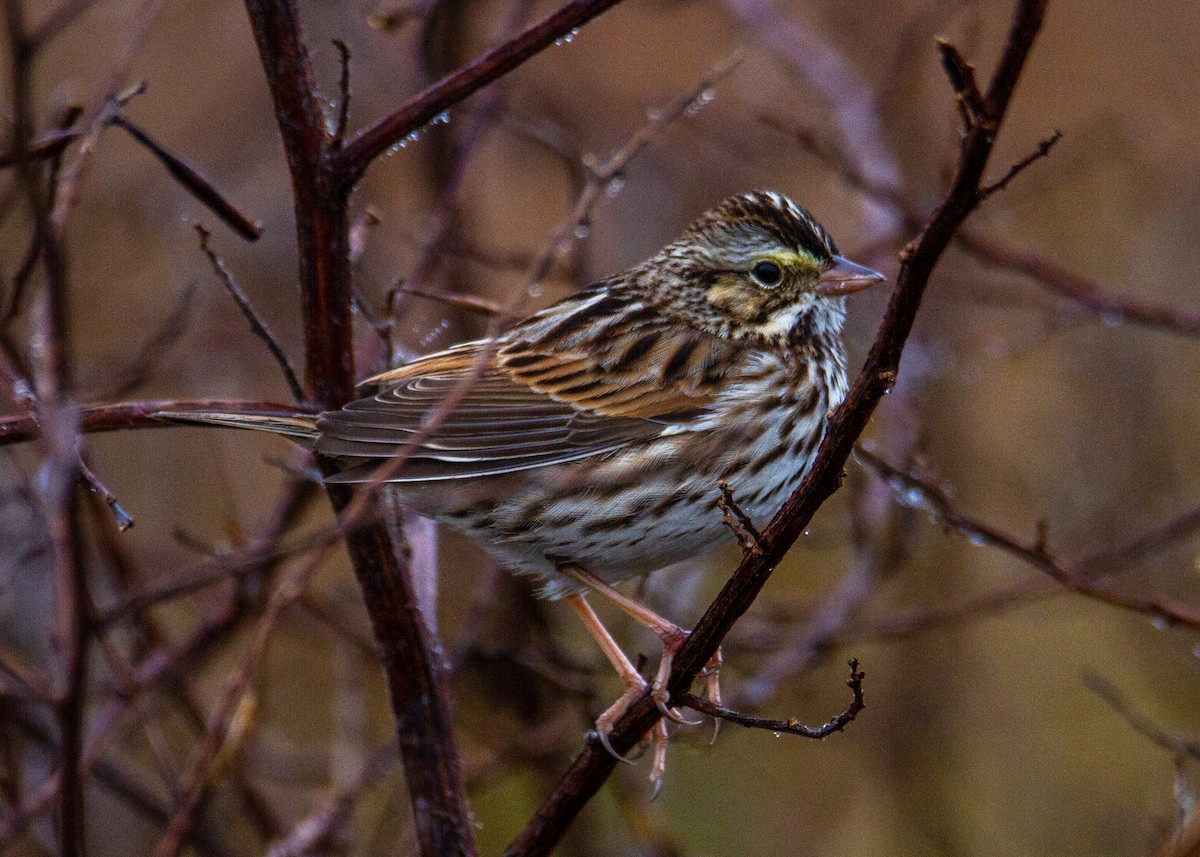 Savannah Sparrow - ML647772544