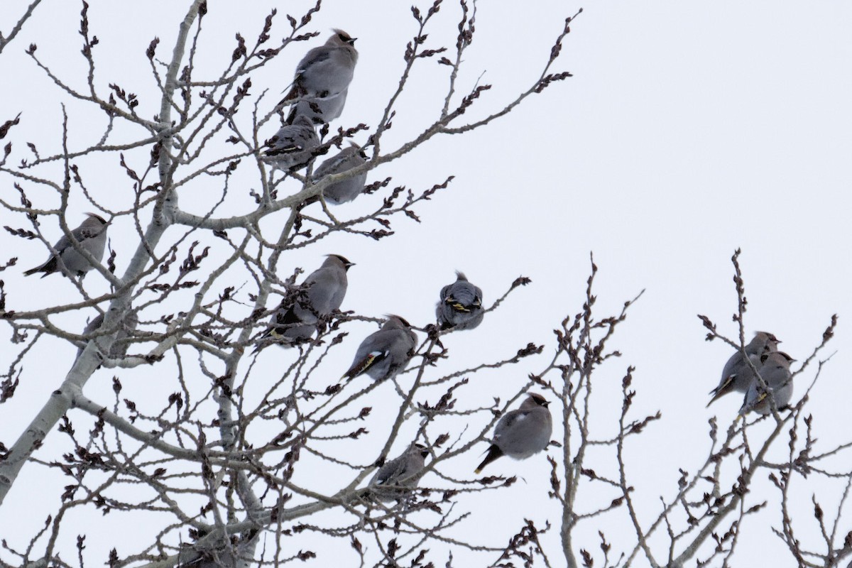 Ampelis Europeo - ML647772545