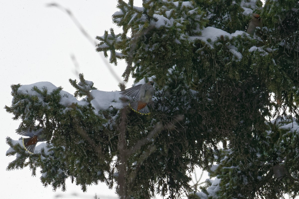 Ampelis Europeo - ML647772546