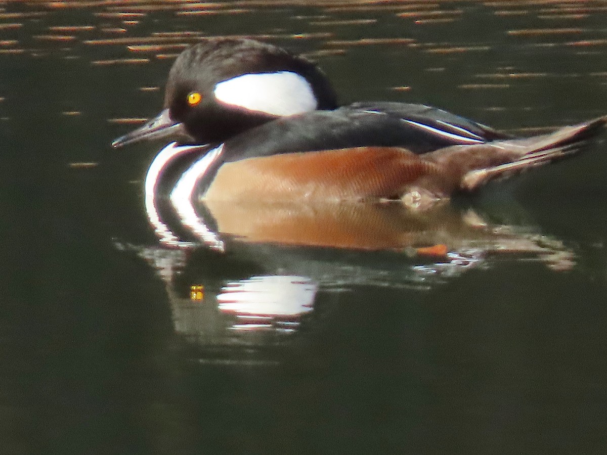 Hooded Merganser - ML647772548