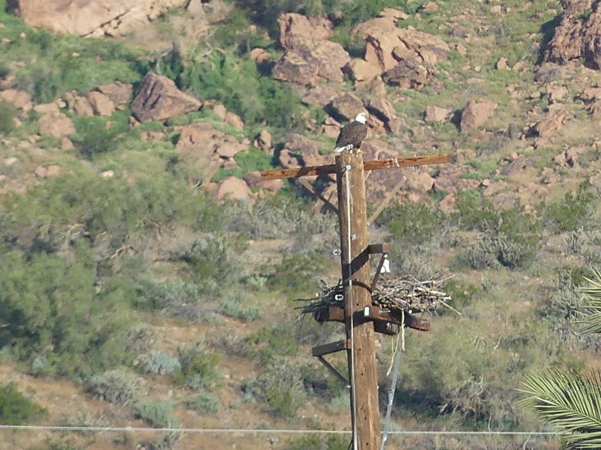 Bald Eagle - ML647772551