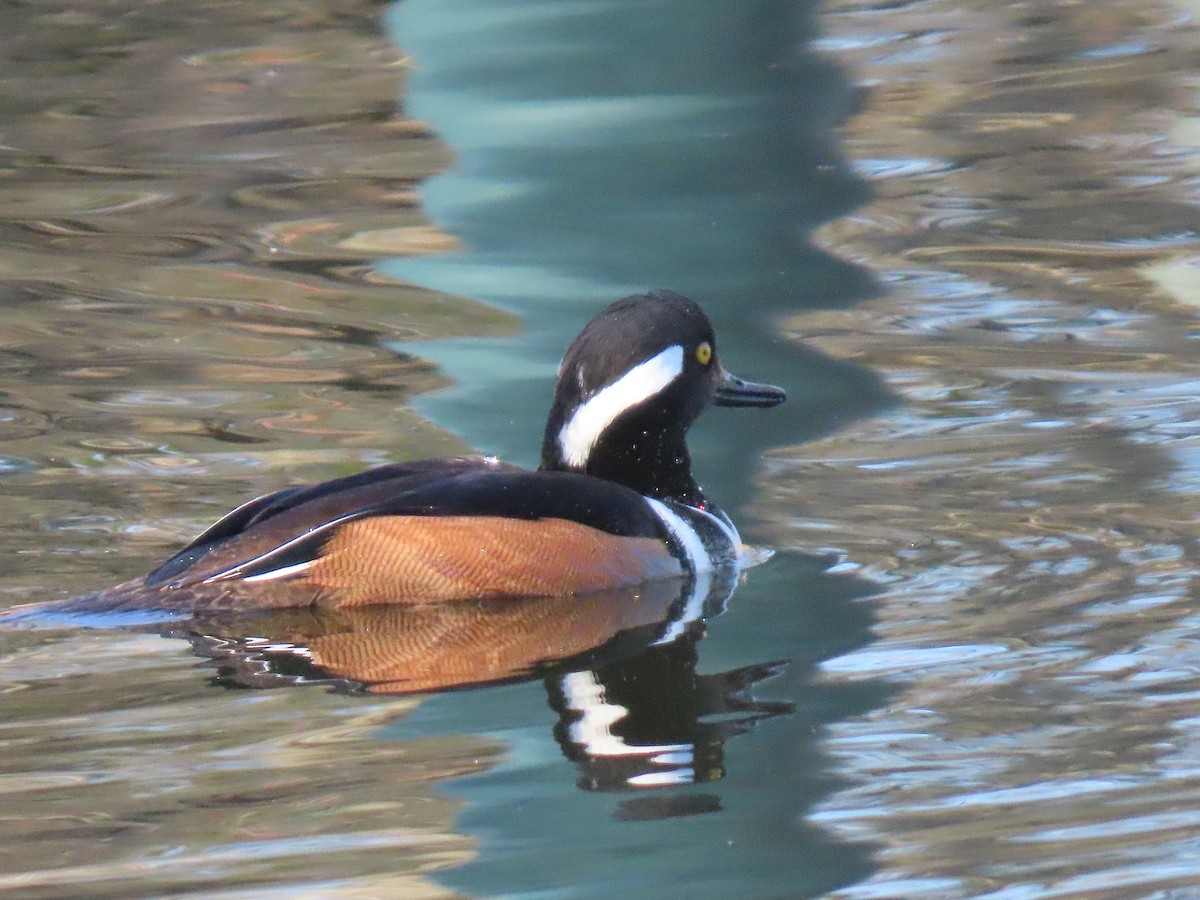 Hooded Merganser - ML647772555