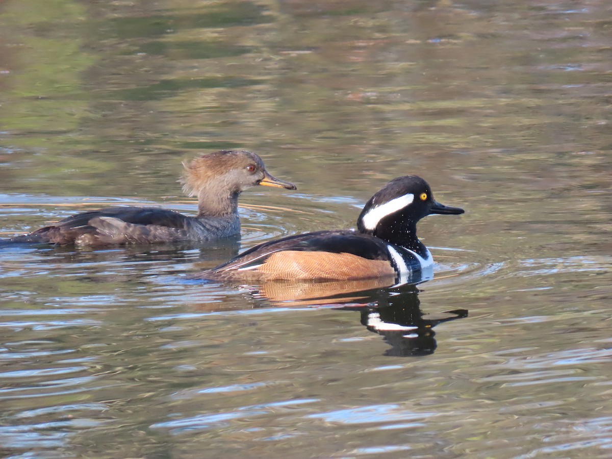 Hooded Merganser - ML647772560