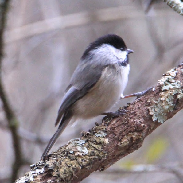 Black-capped Chickadee - ML647772561