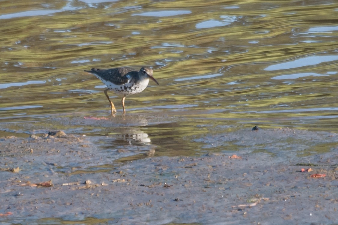 Spotted Sandpiper - ML64777261