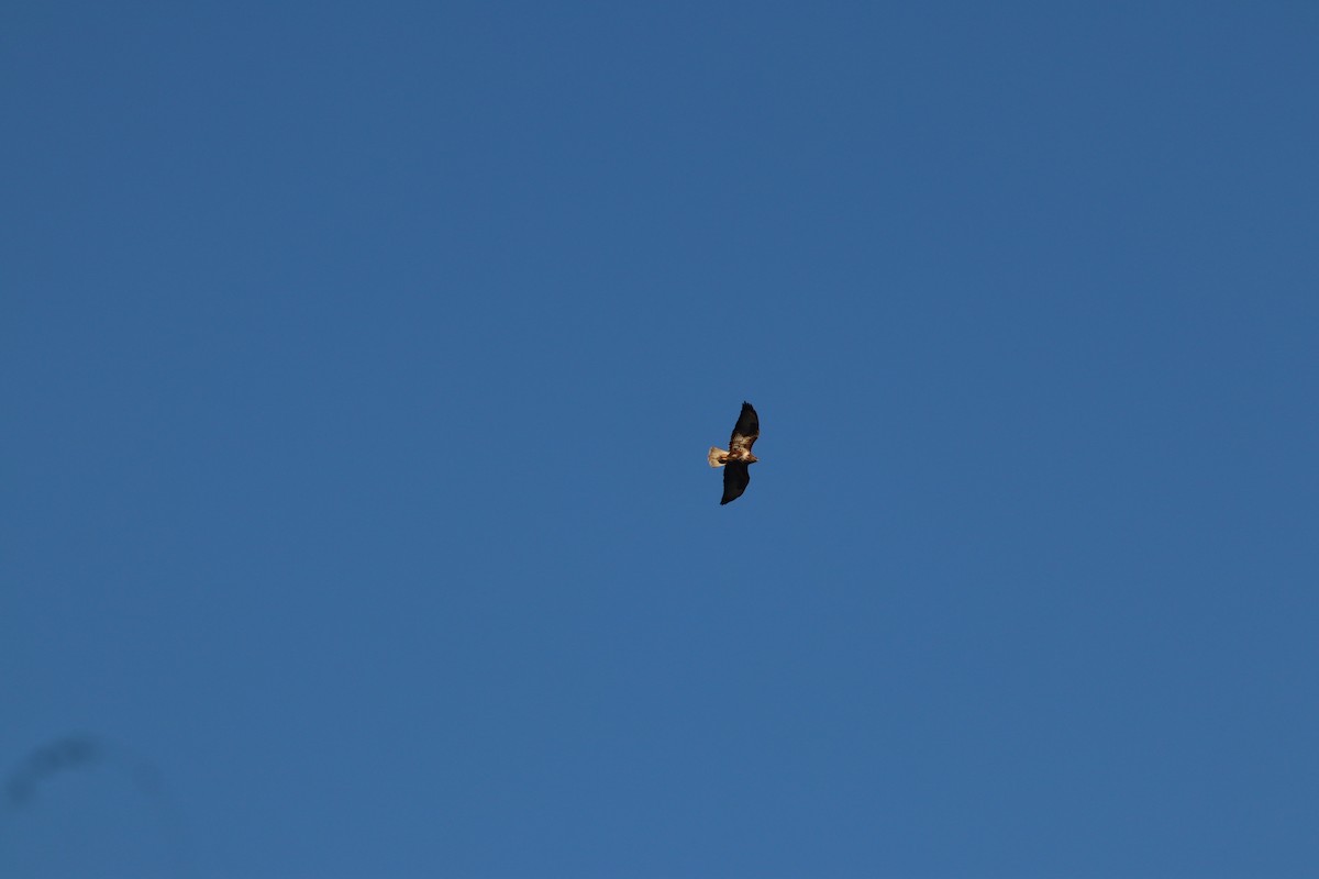 Buse variable - ML647772613