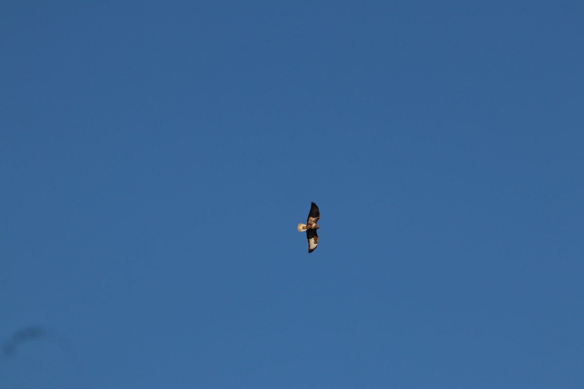 Buse variable - ML647772614