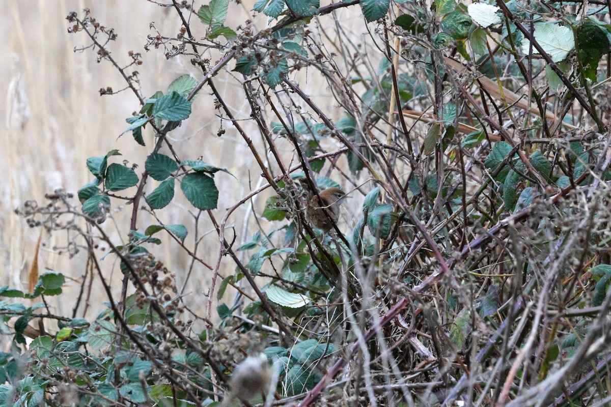 Cetti's Warbler - ML647772625