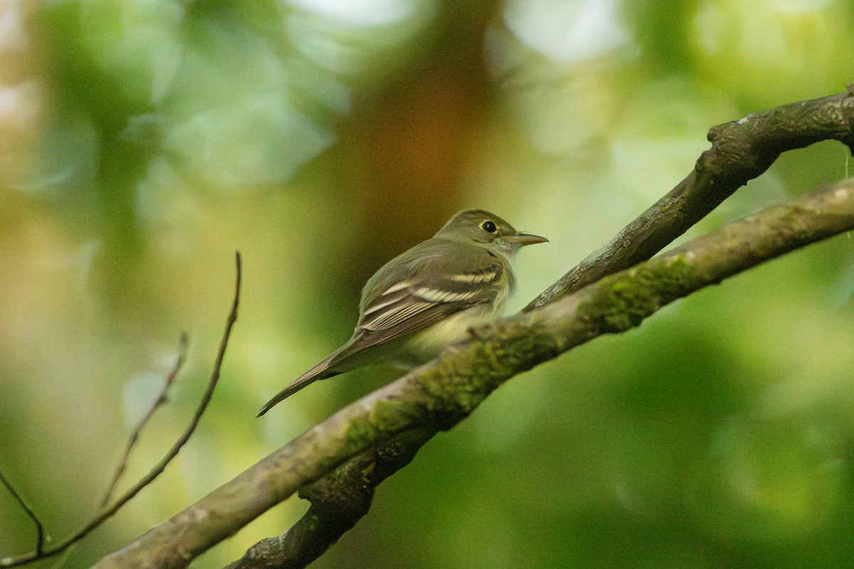 Moucherolle vert - ML647772670