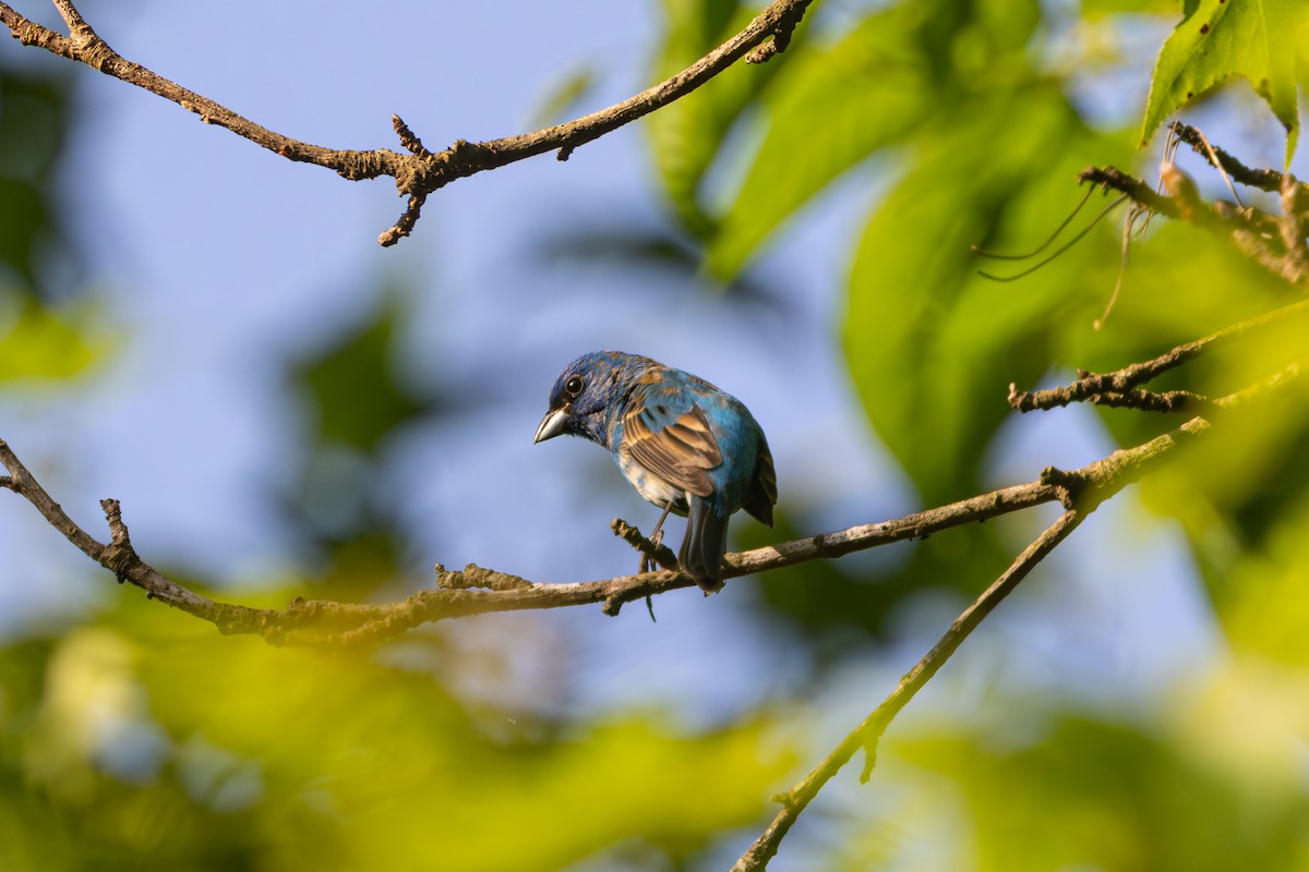 Indigo Bunting - ML647772684