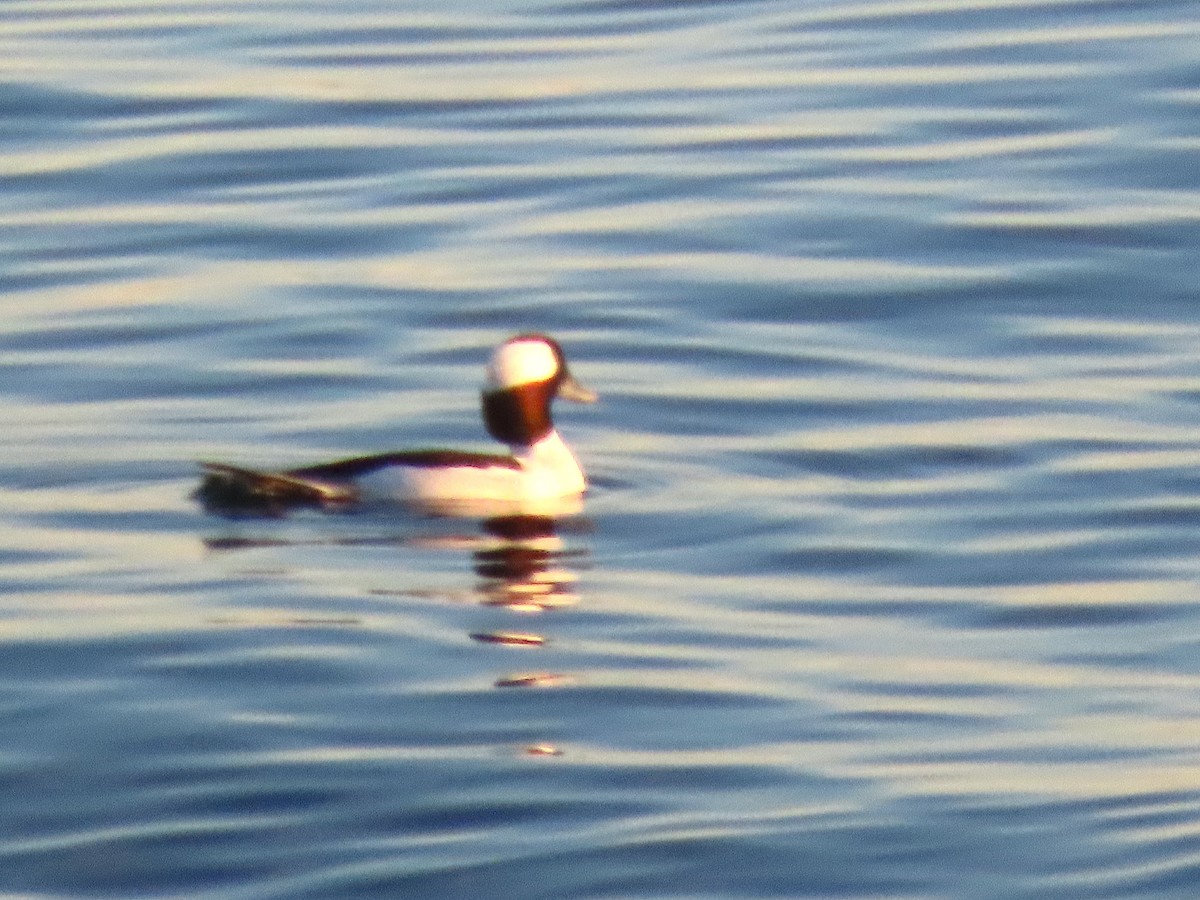 Bufflehead - ML647772728