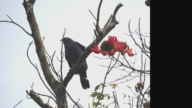 Журавлиный коршун - ML647772739