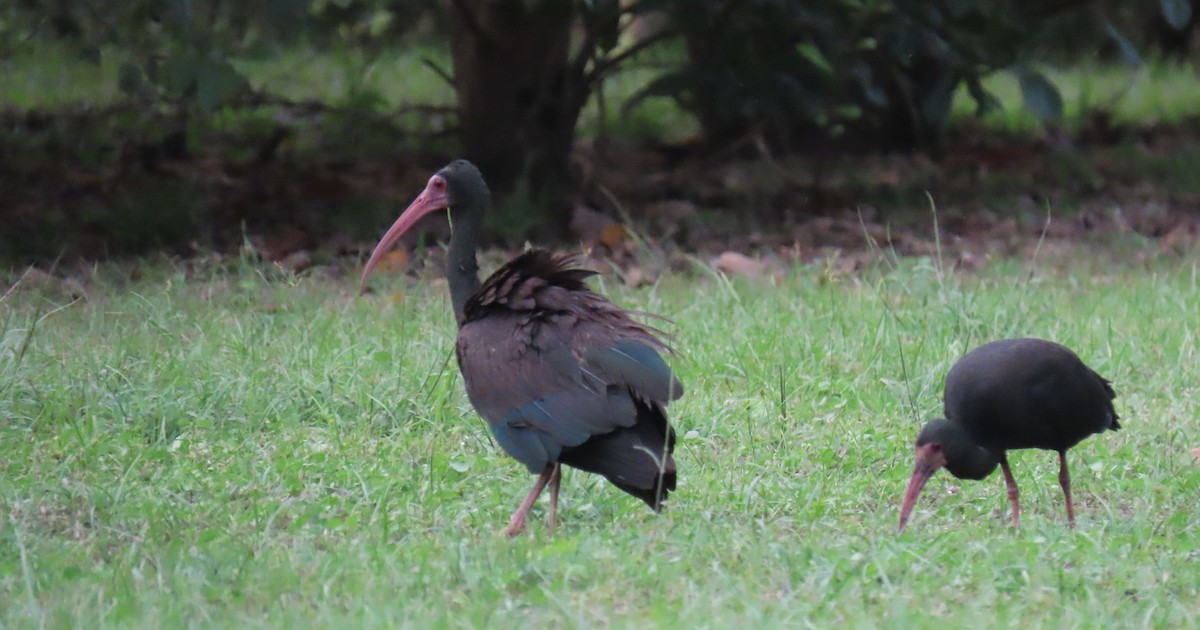 Ibis Afeitado - ML647772764