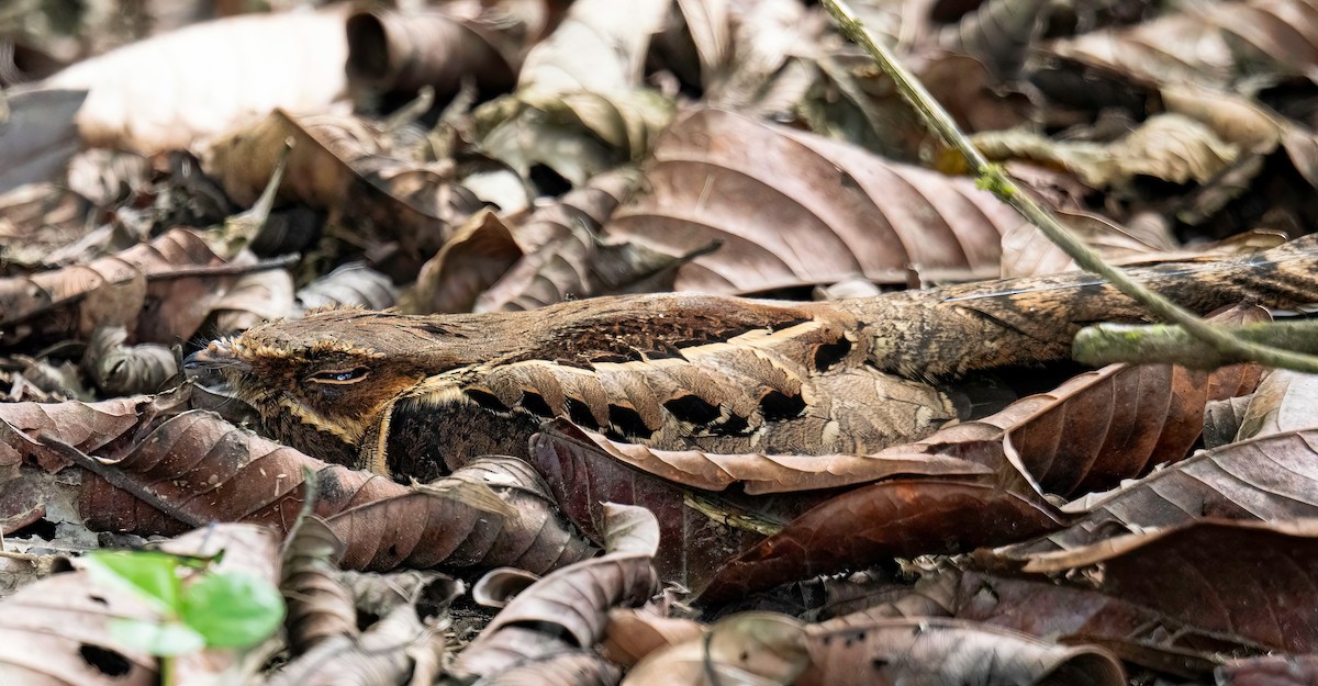 pauraquenattravn - ML647772773