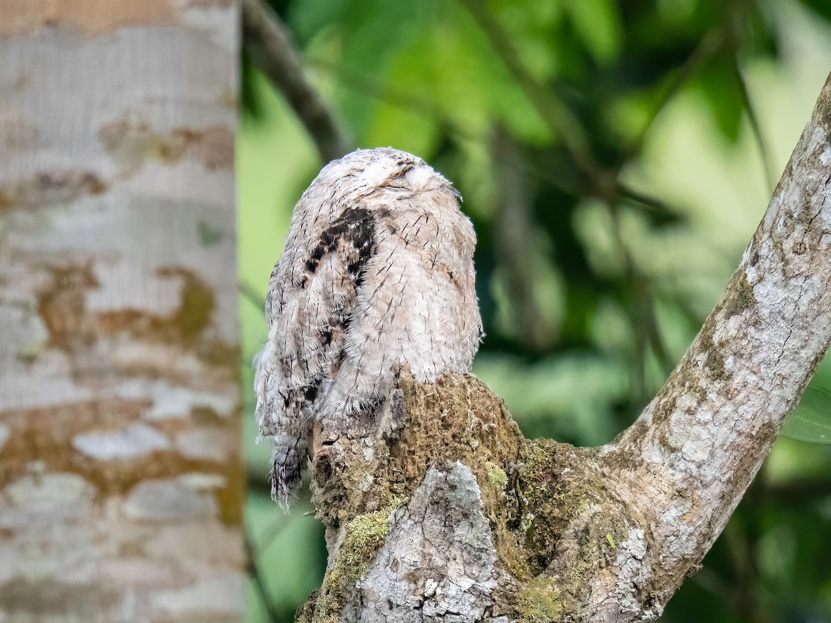 Common Potoo - ML647772782