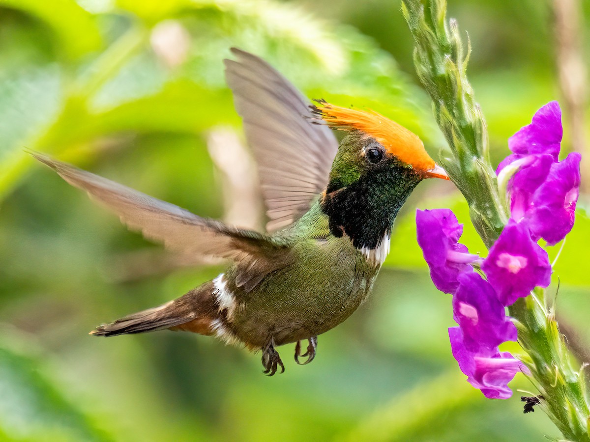 Rufous-crested Coquette - ML647772792
