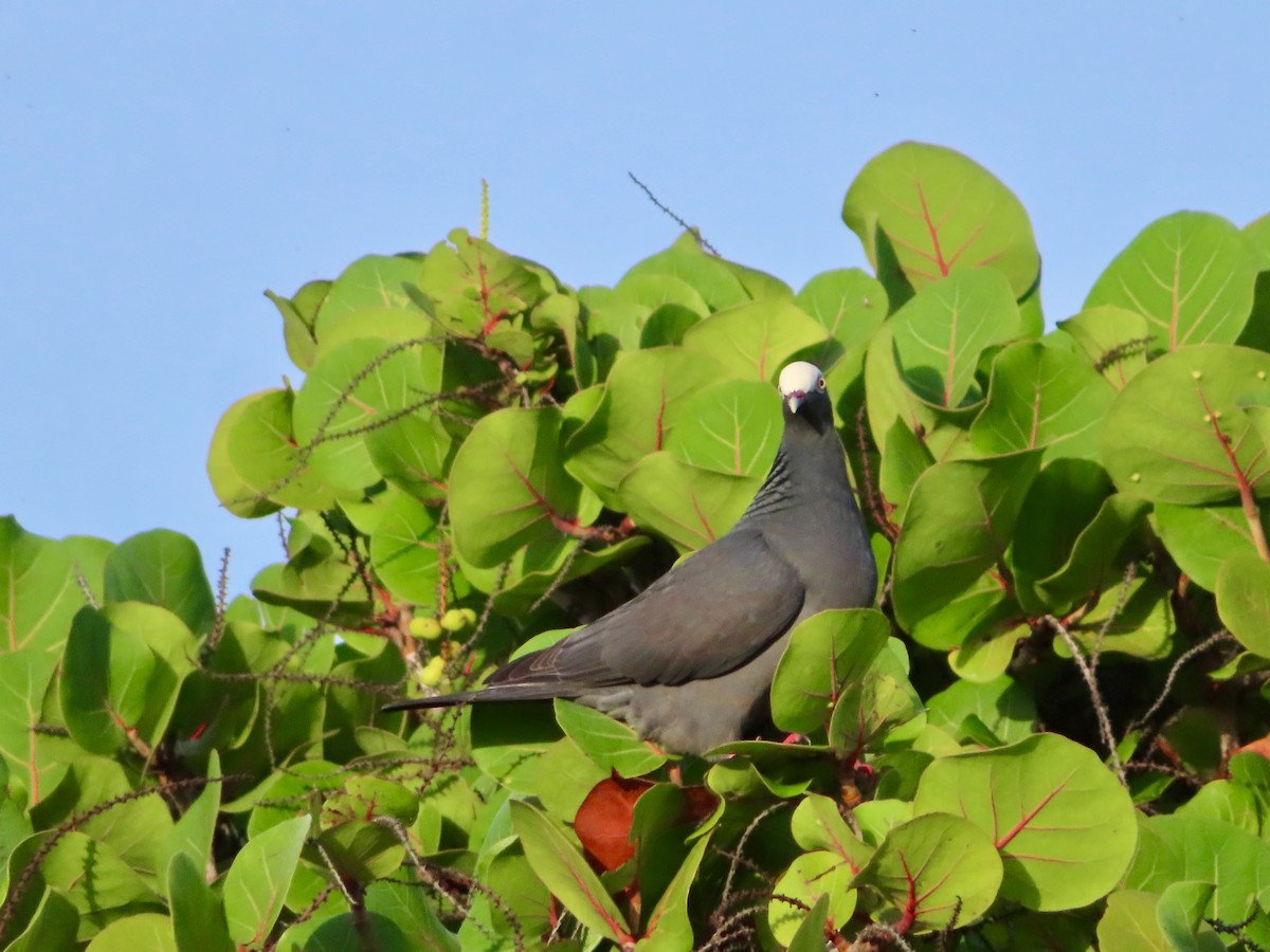 holub antilský - ML647772799