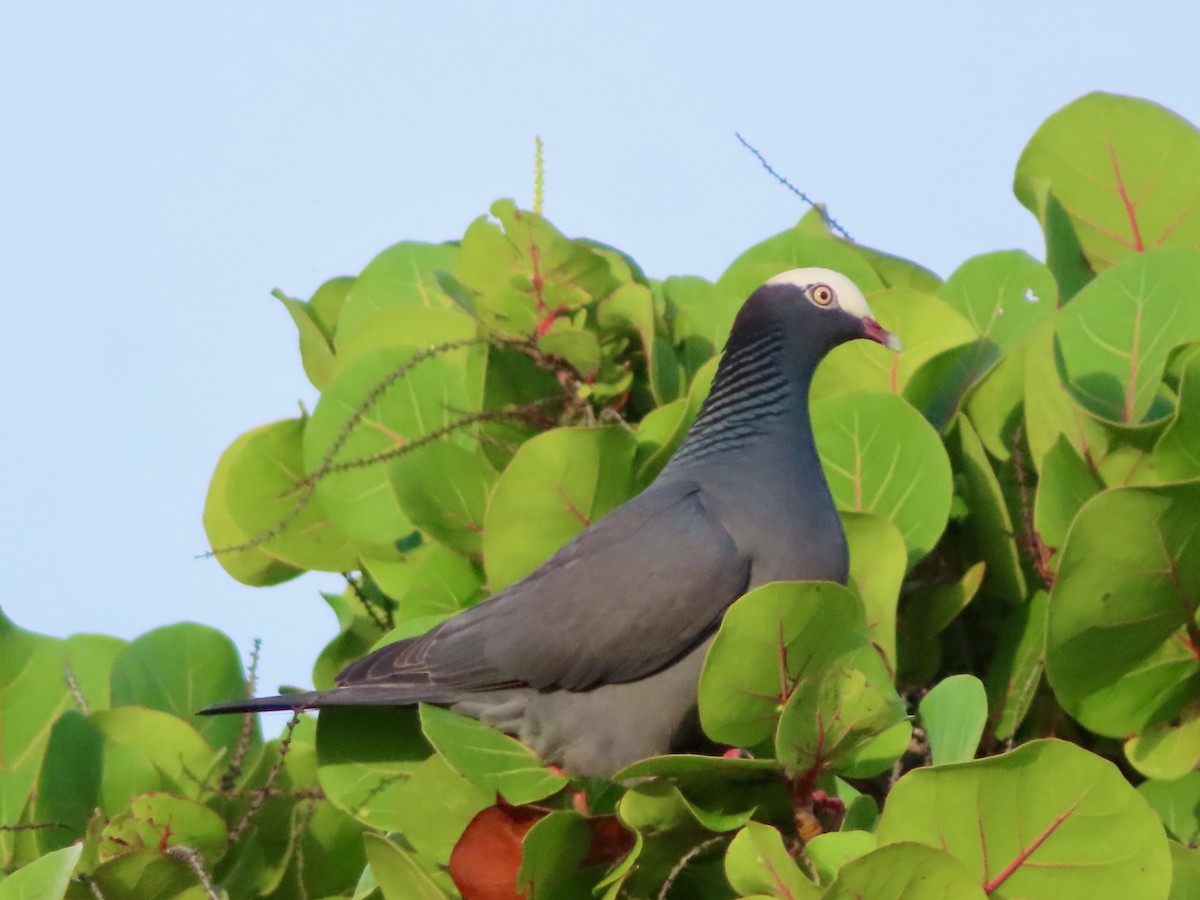 holub antilský - ML647772800