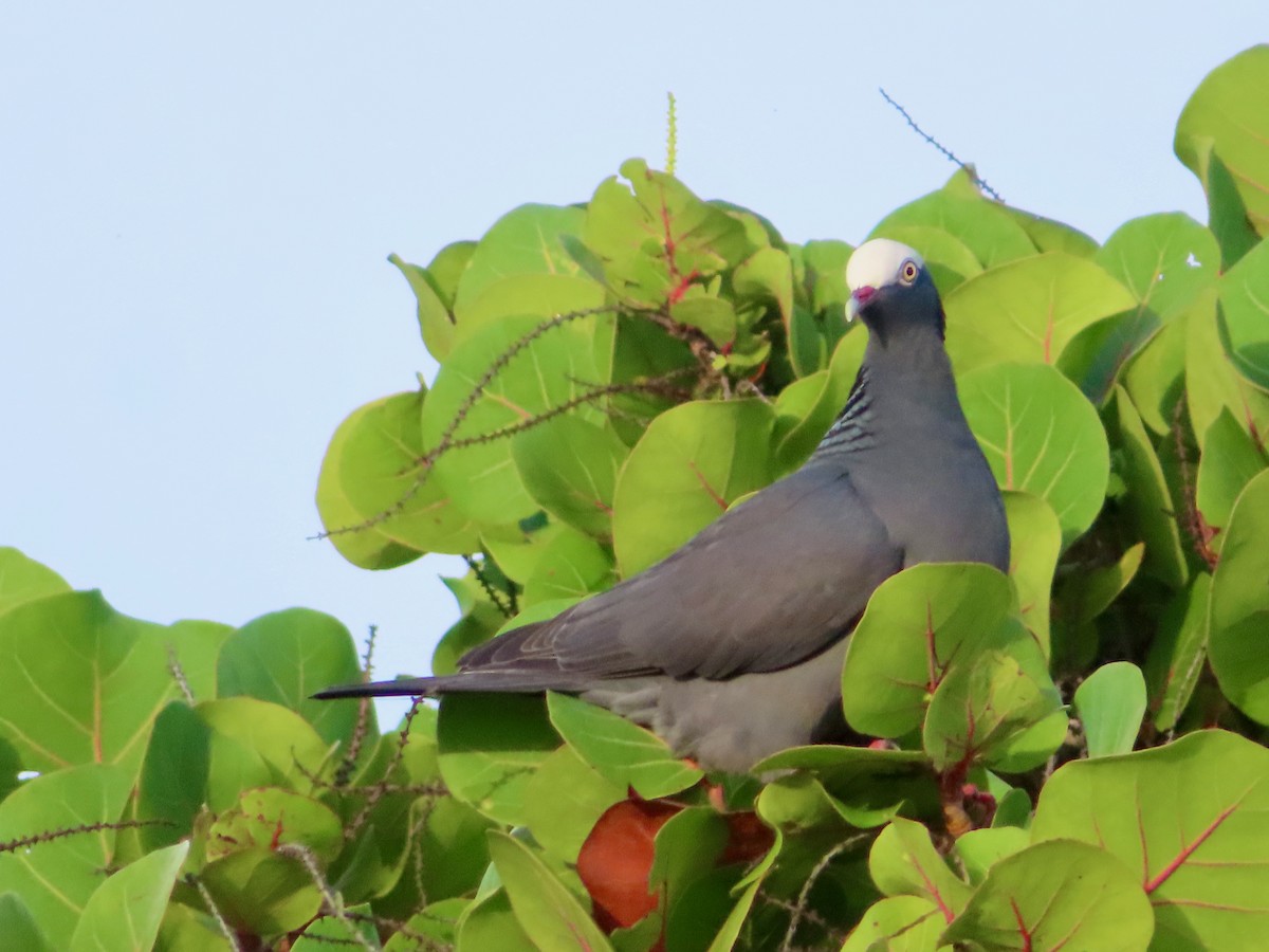 holub antilský - ML647772801