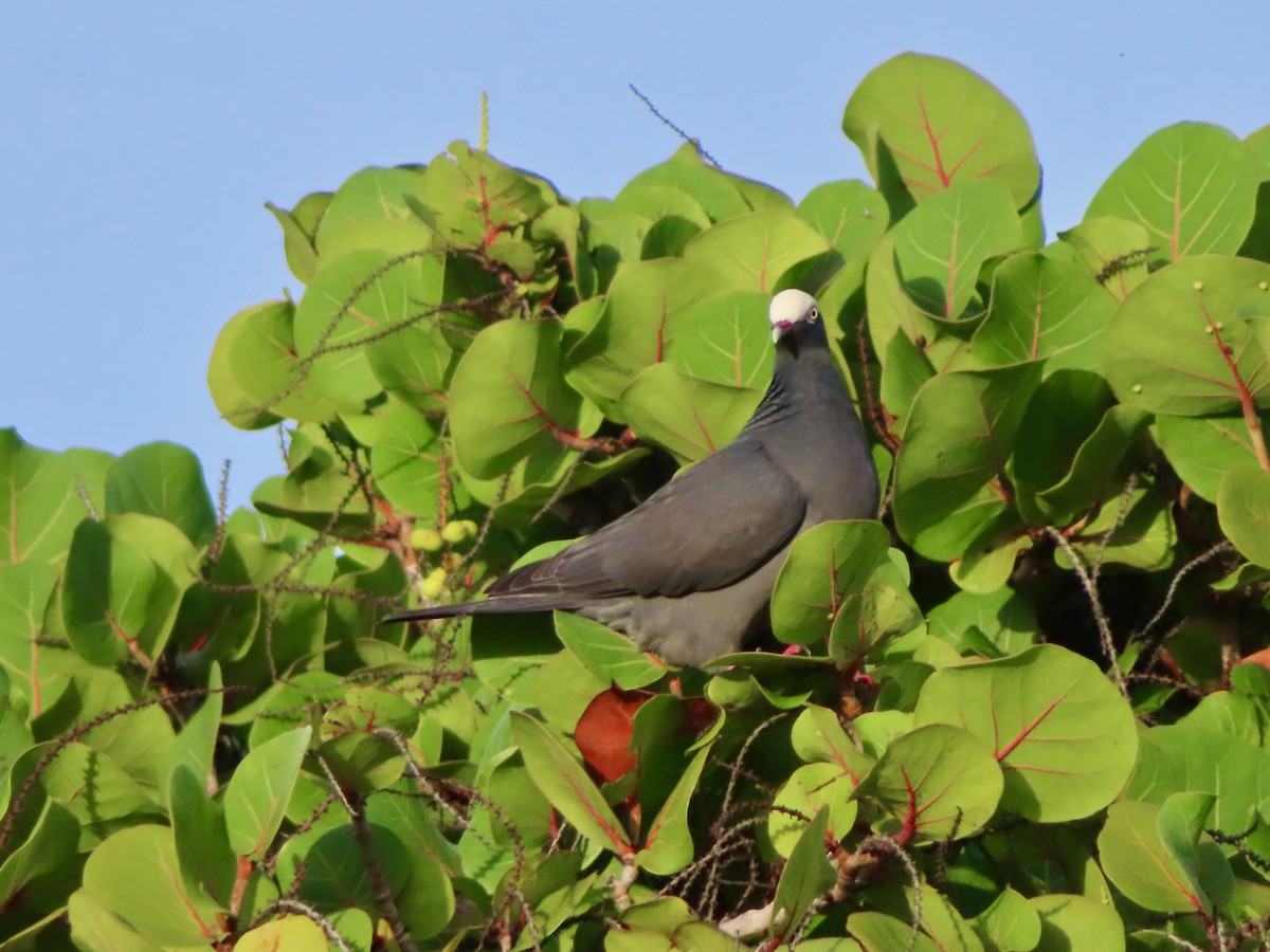 holub antilský - ML647772802