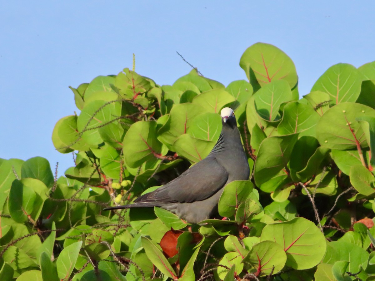 holub antilský - ML647772803