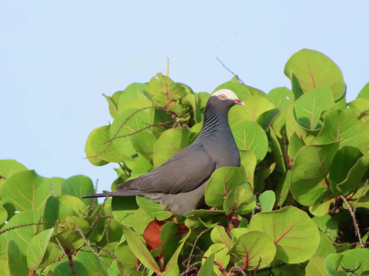 holub antilský - ML647772804