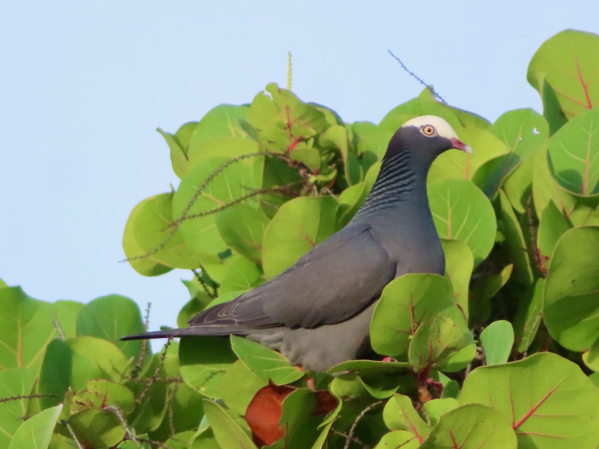 holub antilský - ML647772805