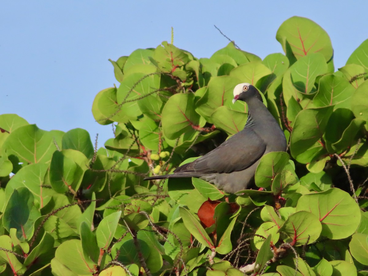 holub antilský - ML647772806