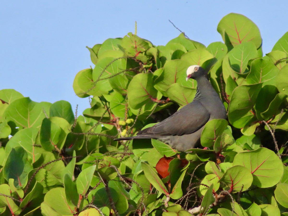 holub antilský - ML647772807