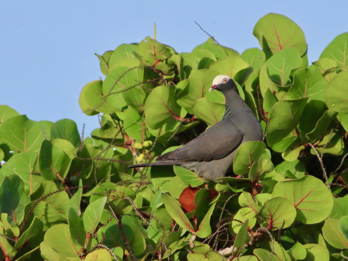 holub antilský - ML647772808