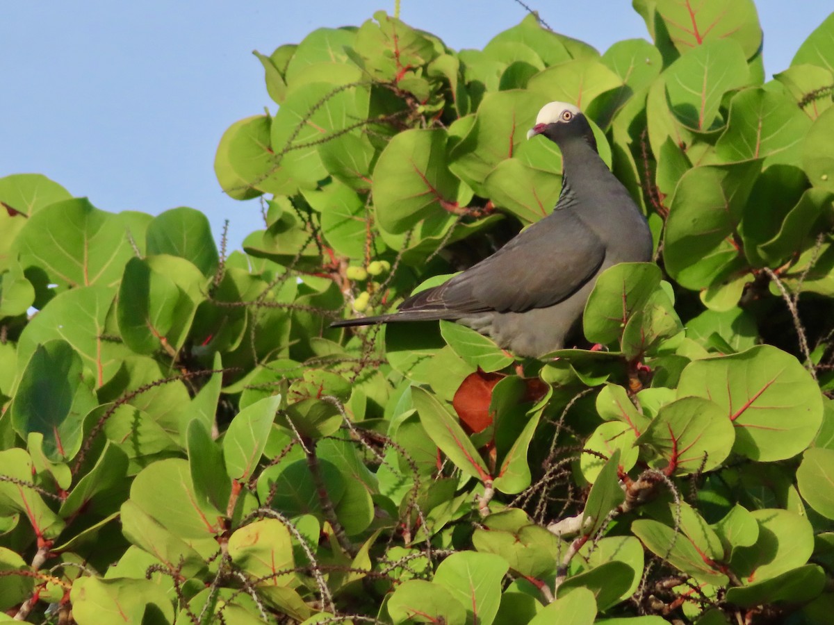 holub antilský - ML647772809