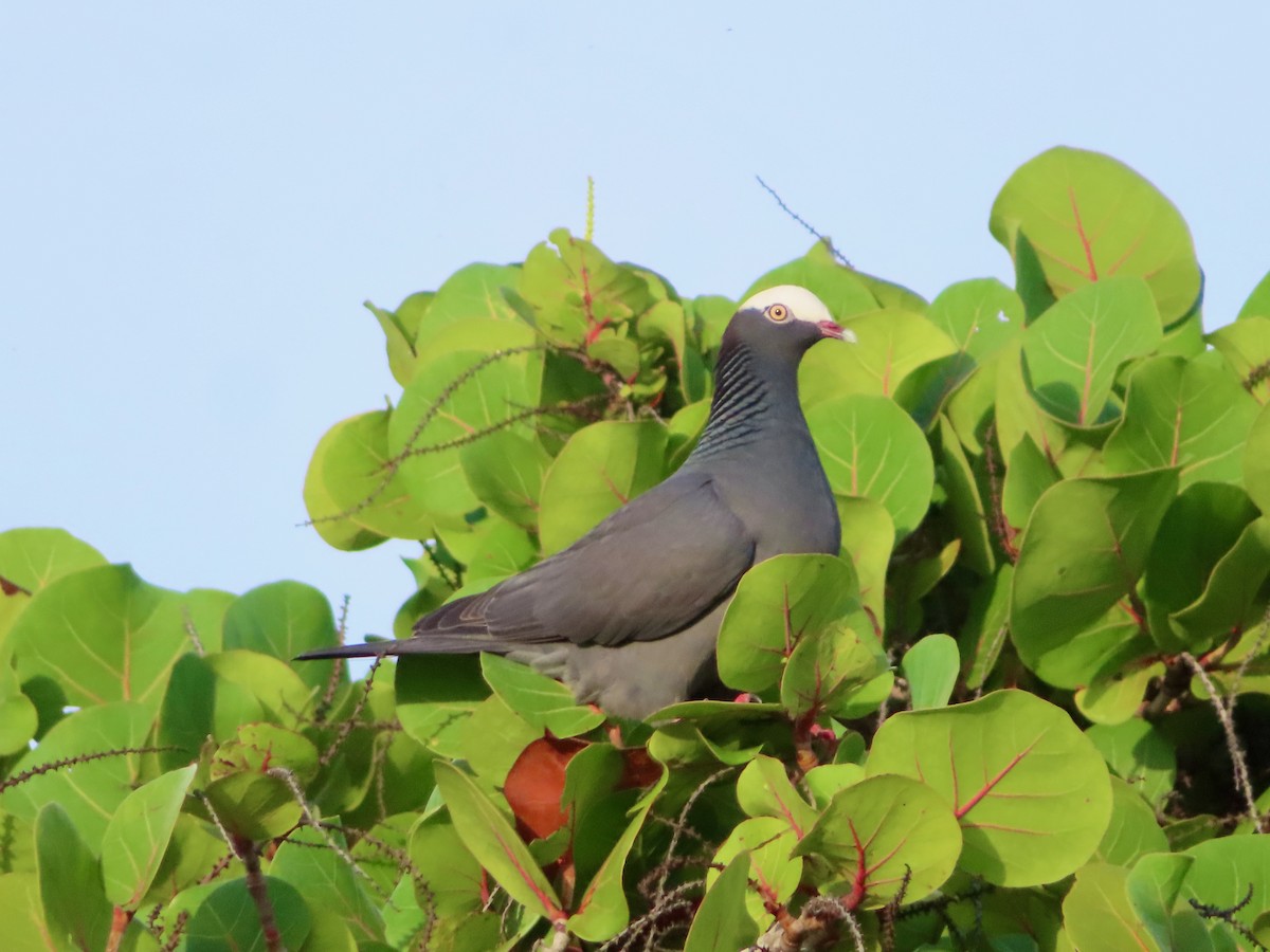 holub antilský - ML647772810