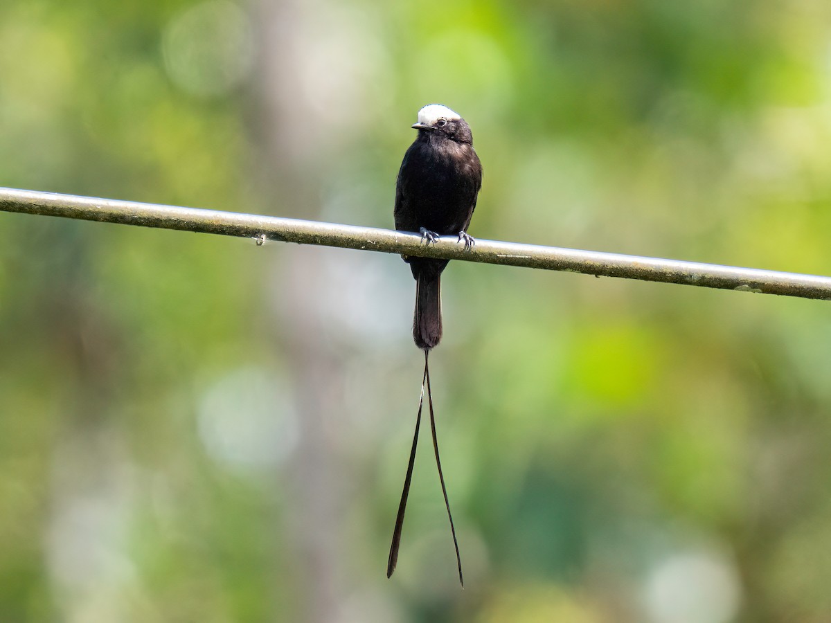 Long-tailed Tyrant - ML647772814