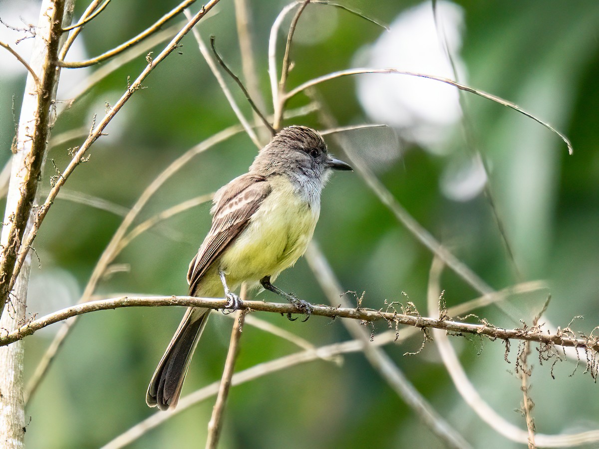 Short-crested Flycatcher - ML647772833