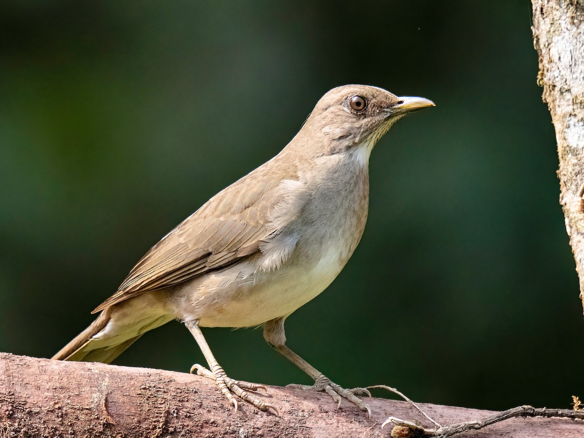 Black-billed Thrush - ML647772854