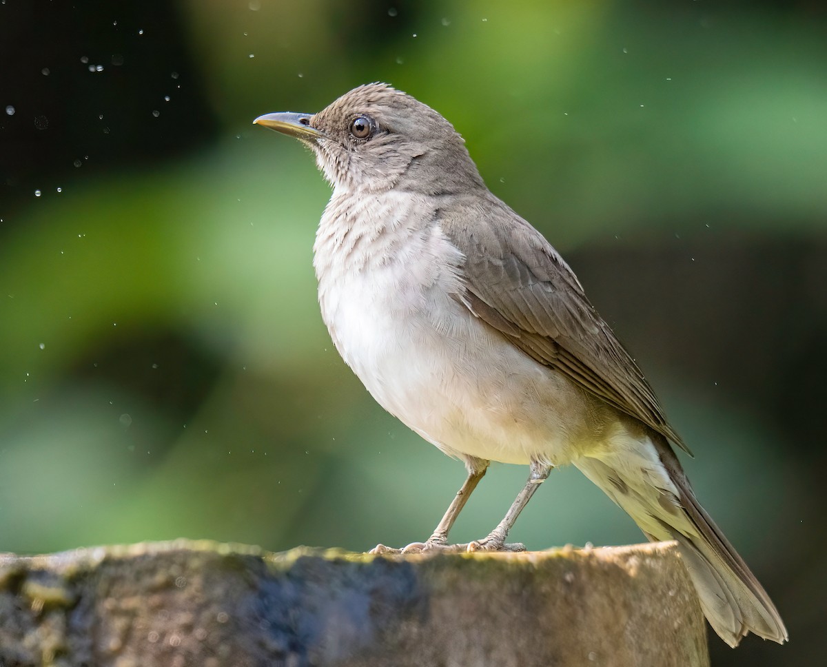 Black-billed Thrush - ML647772855