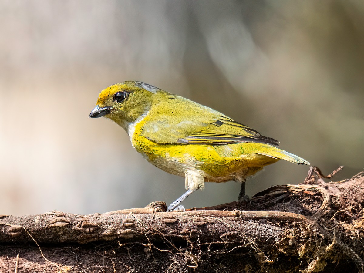 Orange-bellied Euphonia - ML647772866