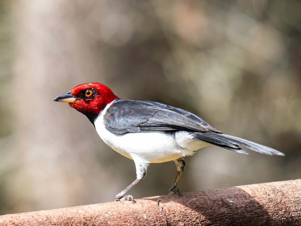 紅頂唐納雀 - ML647772876