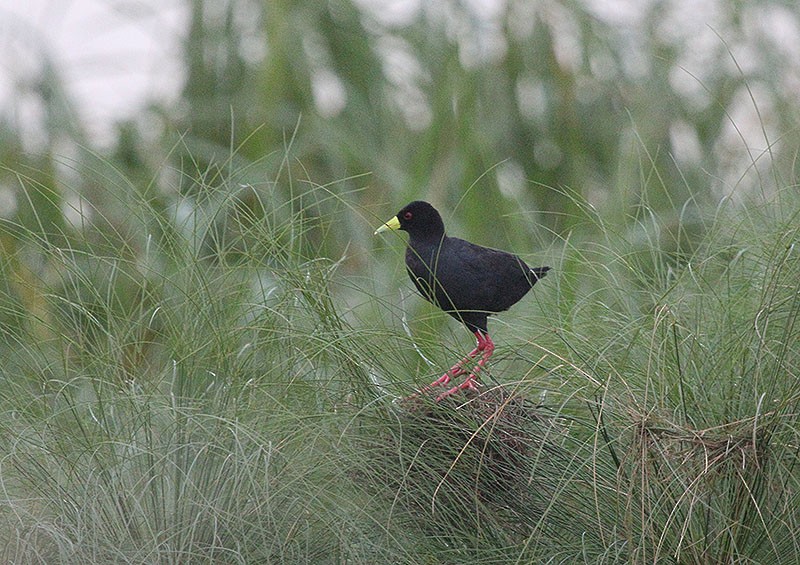 svartrikse - ML647772902