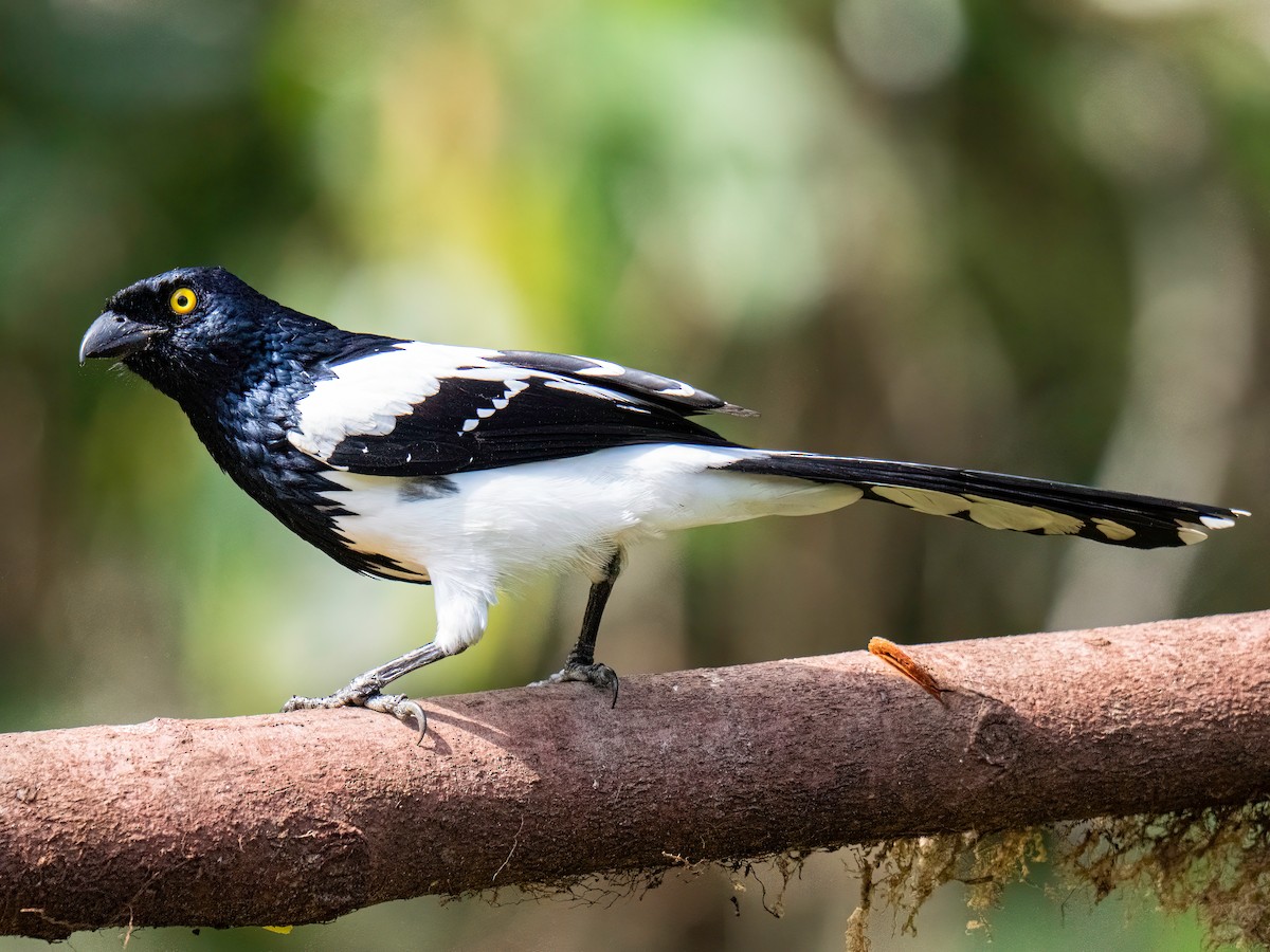 Magpie Tanager - ML647772903